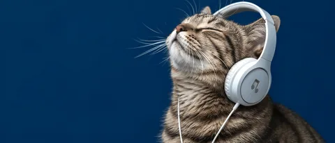 治愈戴耳机萌猫